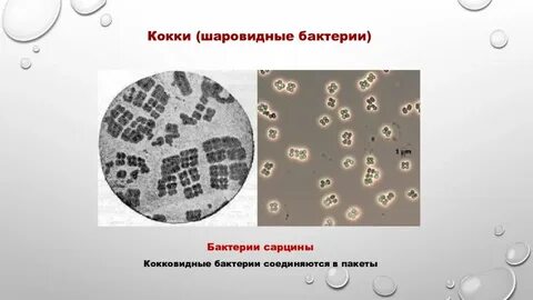 В клетках бактерий отсутствует