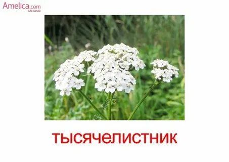 Растение с надписями картинки