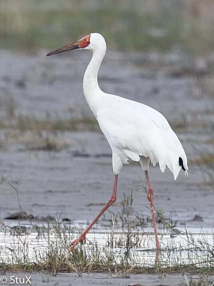 Белый журавль стерх. Белый журавль стерх. Белый журавль – стерх якутии. Белый журавль стерх красная книга. Кыталык стерх.
