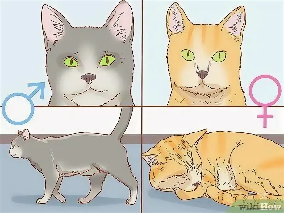 породы кошек