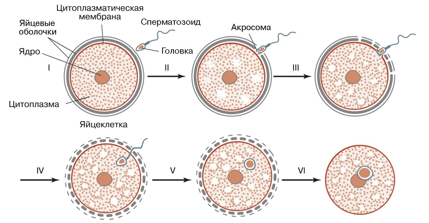 Где происходит образование яйцеклеток. Фазы оплодотворения схема. Схема оплодотворения у млекопитающих. Оболочка оплодотворения яйцеклетки. Оплодотворение у животных схема.