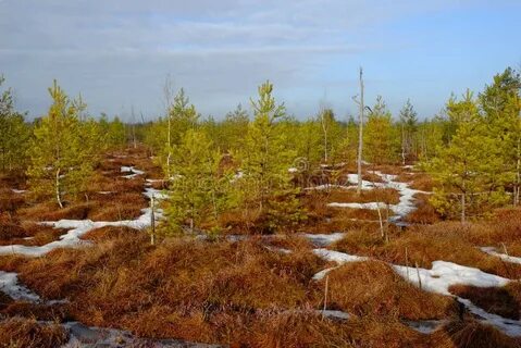 Блудова болота содержит огромные запасы горючего