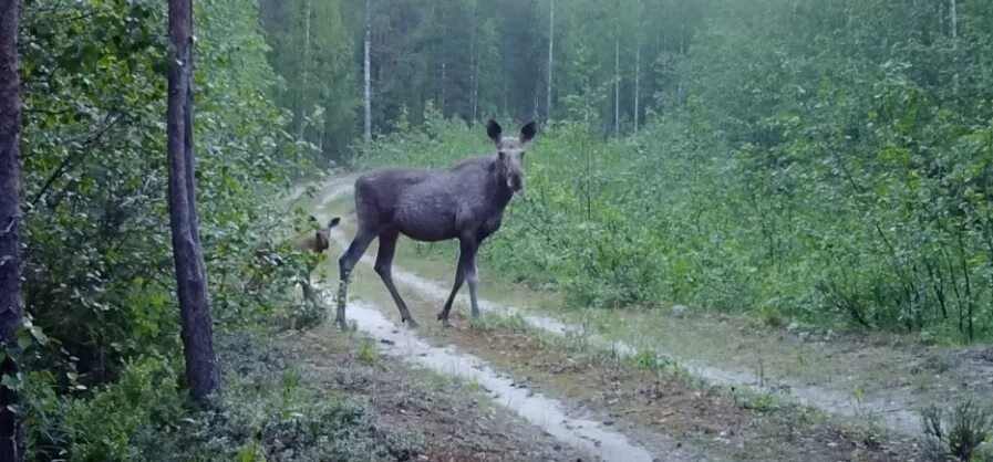 Костомукшский заповедник. Лосиха. Лось с лосенком. Костомукшский заповедник животные.