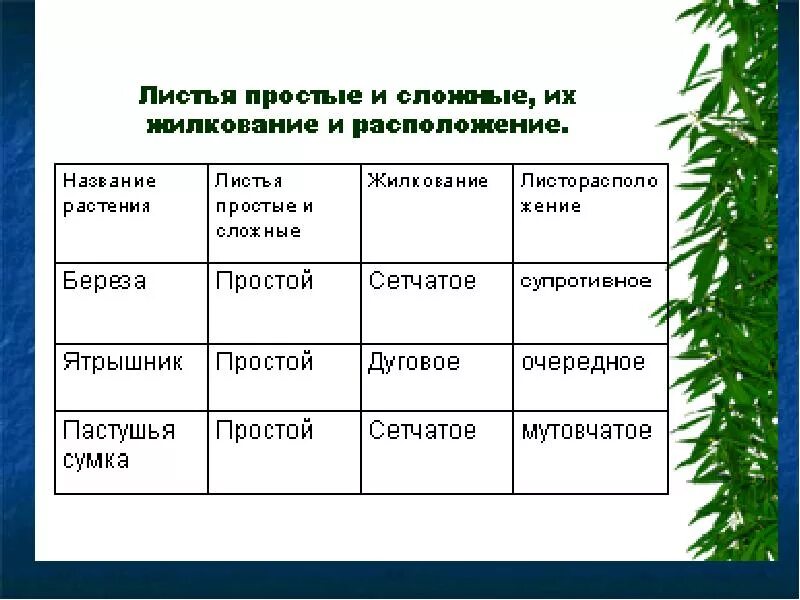 Название растения листья простые. Листья простые и сложные их жилкование. Внешнее строение листа таблица. Биология 6 класс простые и сложные листья таблица. Простые и сложные листья таблица.