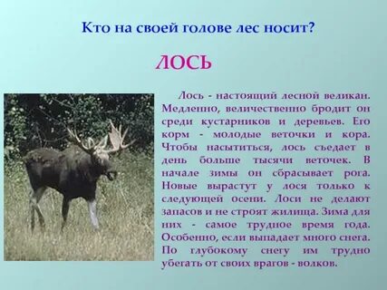 Кто на голове лес носит