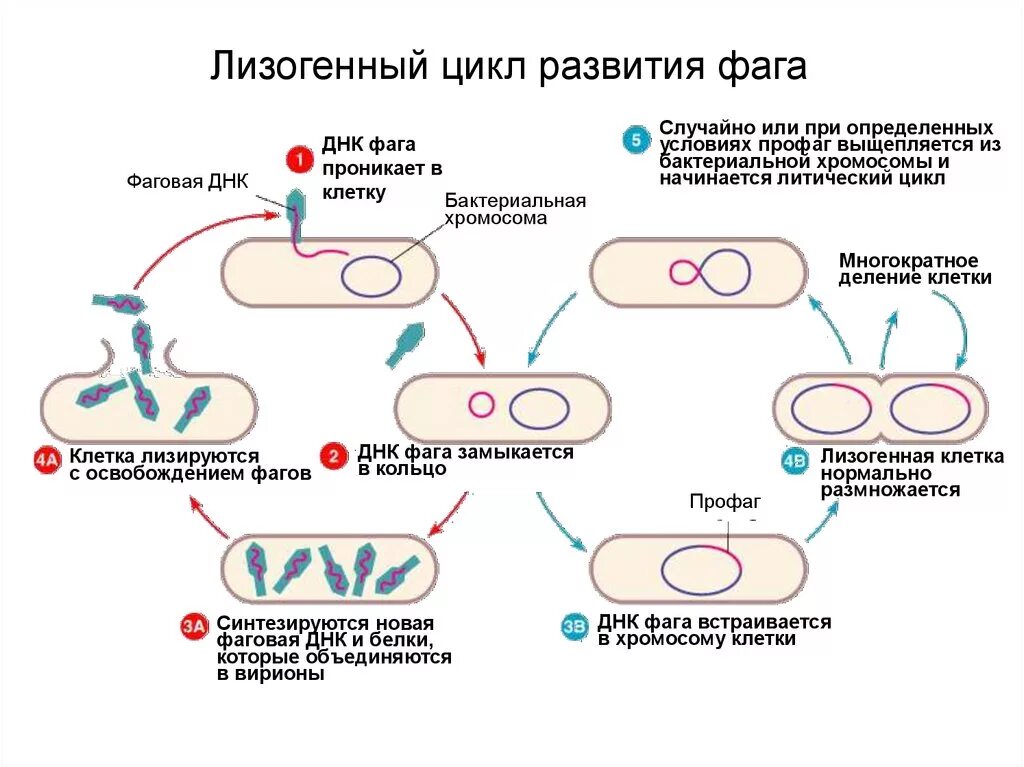 Этапы жизненного цикла бактериофага т4. Типы жизненных циклов фагов и их этапы. Цикл развития умеренного бактериофага. Литический жизненный цикл вируса.