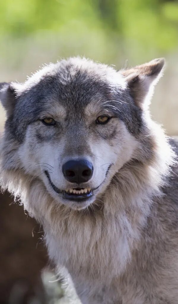 удивленный волк