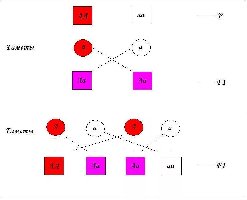 Схема скрещивания. Схема наследования признаков при моногибридном скрещивании. Схематическая скрещивание людей. Неполное скрещивание схема.