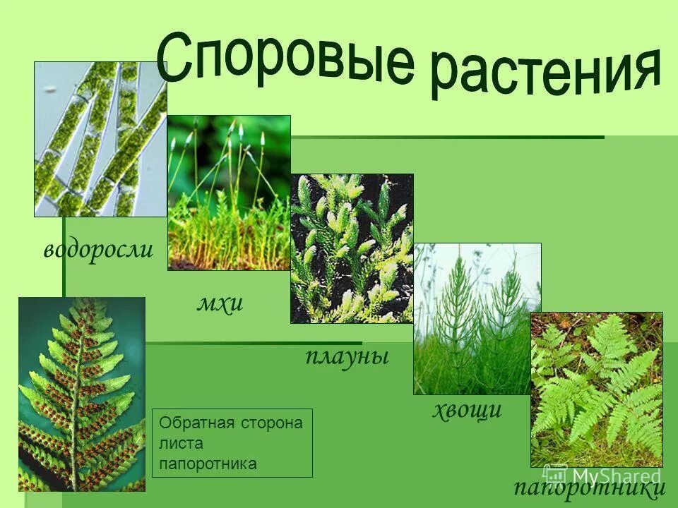 Плауны биология строение. Сравнительная характеристика высших споровых растений таблица. Характеристика мхов хвощей папоротников плаунов. Плауны хвощи папоротники 6 класс биология. Общая характеристика плаунов хвощей и папоротников.