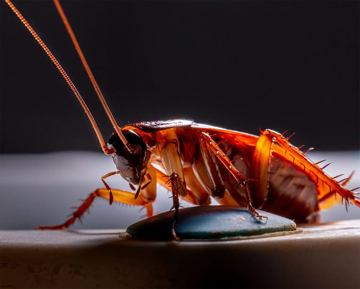 Cockroach