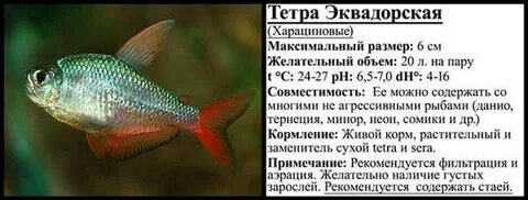 Тетра перевод