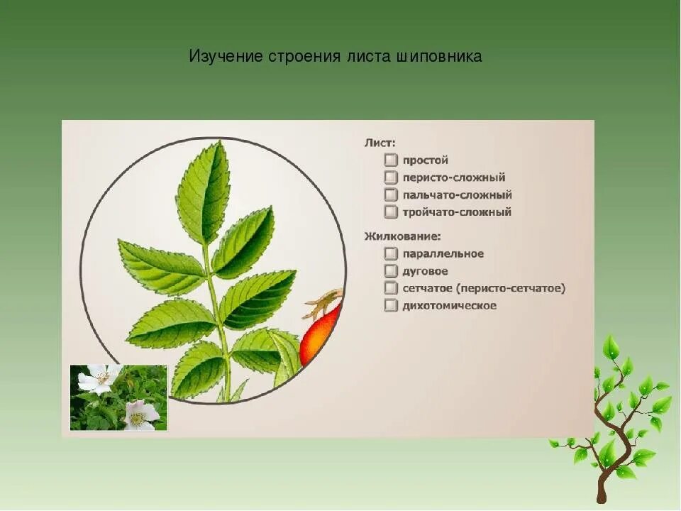 Шиповник сложное или простое. Строение листа шиповника биология. Лист шиповника описание. Строение листа шиповника. Описание листа шиповника по биологии.