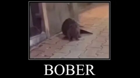 Bobr kurwa ja