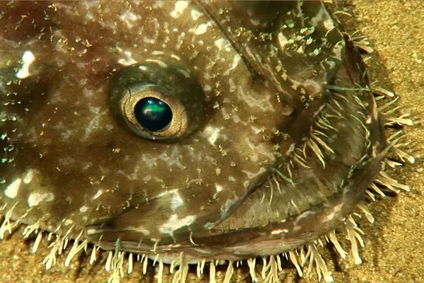 Казахстанская рыба гусь. Гусята диких гусей. Клюв лебедя фото. Рыба гусь. Животные, птицы и рыбы.