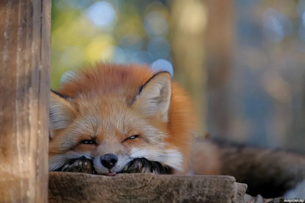 Sweety fox beauty. Милая лиса. Милые лисички. Счастливая лиса. Милый Лисенок.