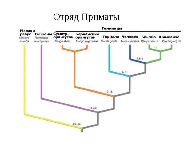 При расшифровке генома гориллы. Эволюционное Древо гоминид. Филогенетическое Древо приматов. Филогенетическое дерево гоминид. Эволюционное Древо приматов.