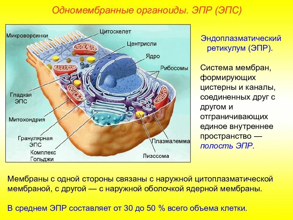 Как называется органоид обеспечивающий клетку. Строение клетки клеточные органоиды. одномембранные органоиды клетки аппарат гольджи. органоиды эндоплазматическая сеть строение и функции. эпр органелла функция.