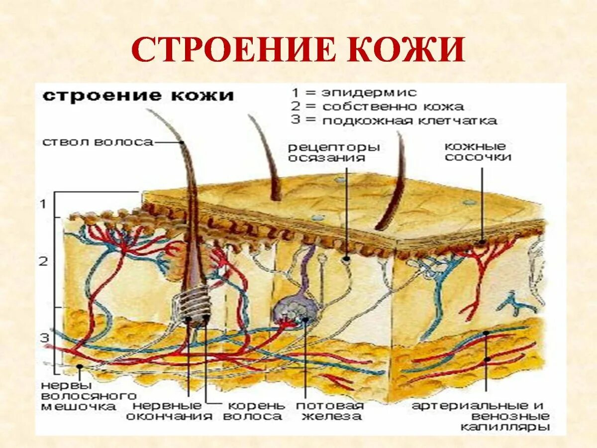 Отделы кожи и их функции. Строение кожи. структура кожи. строение кожи анатомия. структура кожи схема.