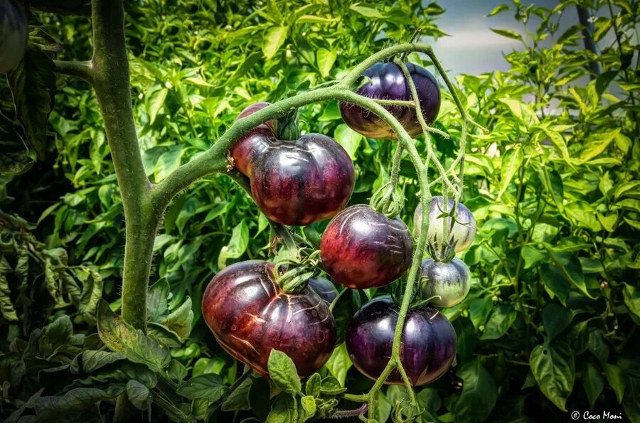 томат черный барон. сорт помидор черный барон. томаты сорт бизон черный. сорт помидор черный барон. черри чёрный барон.