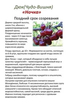 Какие сорта лучше сажать вишню