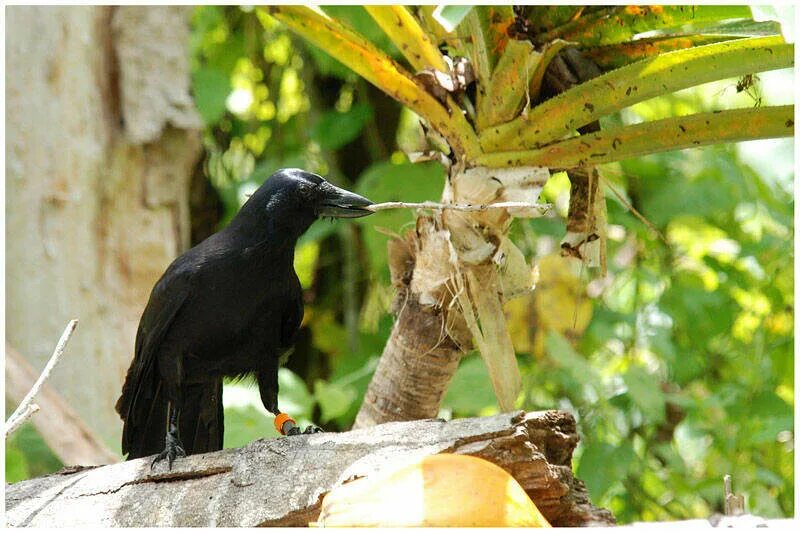 Вороны Corvus moneduloides. Новокаледонский ворон. Новокаледонская ворона. Новокаледонский австралийский ворон. Новокаледонские вороны