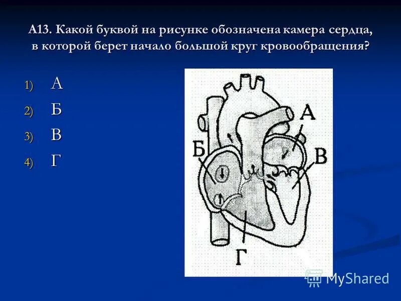 в какой камере сердца начинается большой. сосуды большого круга кровообращения схема. в какой камере сердца начинается большой. схема малого круга кровообращения схема. в какой камере сердца начинается большой.