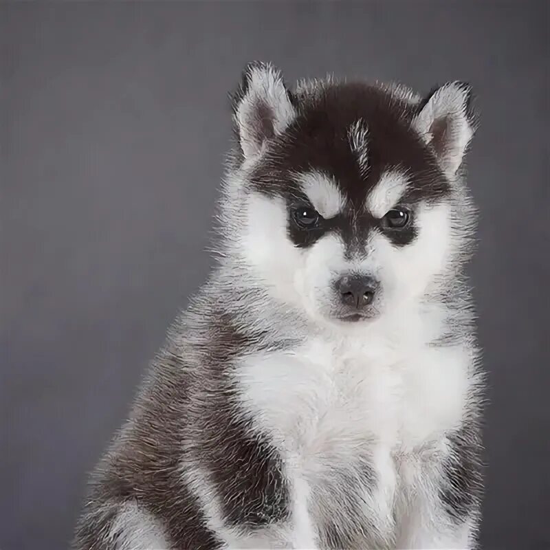 Сибирский хаски рост. Сибирский хаски. Порода сибирский хаски. Порода хаски. Хаски короткошерстная сибирская.