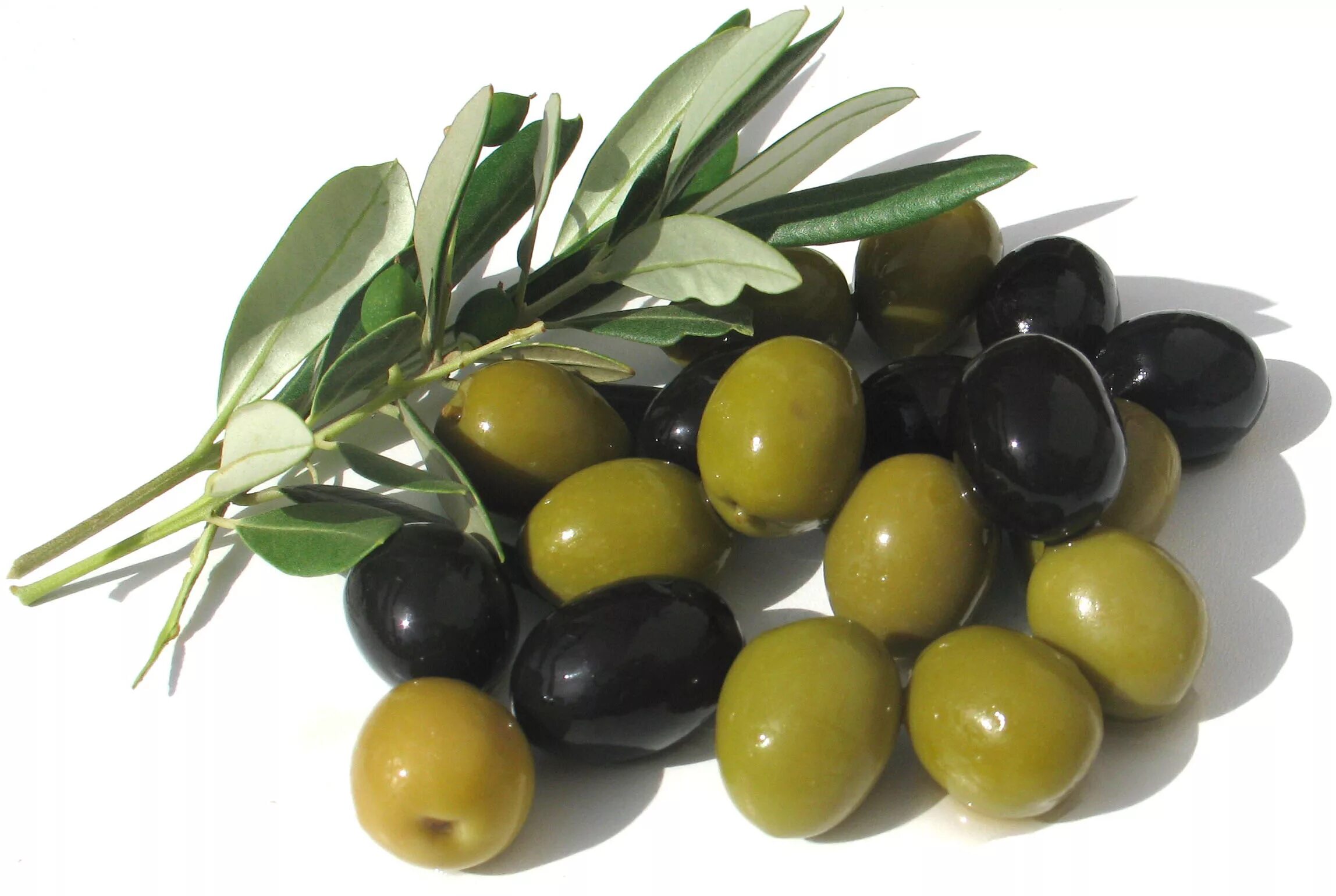 Olive natural. Оливки и маслины. Оливки vs маслины. Зайтун меваси. Зейтун оливки.