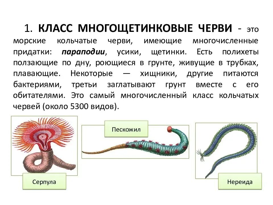 Текст кольчатые черви. Краткая характеристика кольчатых червей. Биология 7 класс Тип кольчатые черви класс многощетинковые черви. Общая характеристика кольчатых червей. Биология 7 класс типы кольчатых червей.