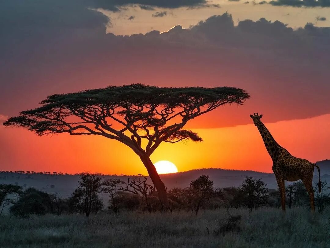 Africa safari. Национальный парк Серенгети Танзания. Сафари в Танзании парк Серенгети. Национальный парк Серенгети, Танзания, Африка. Килиманджаро национальный парк Серенгети.