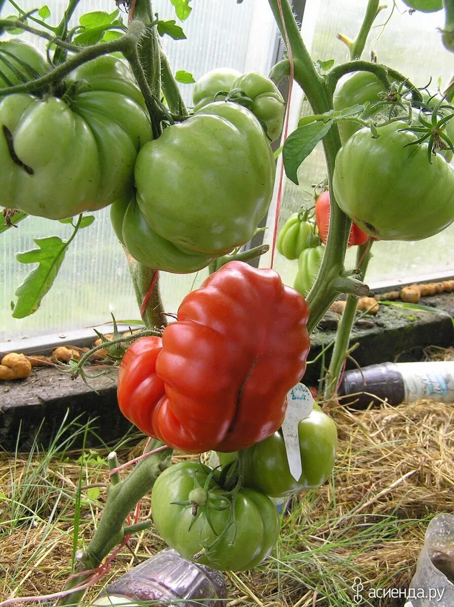 Махровость томатов. Махровые цветы у томатов фото. Махровость томатов. Томат махровый. Махровые цветы на помидорах.