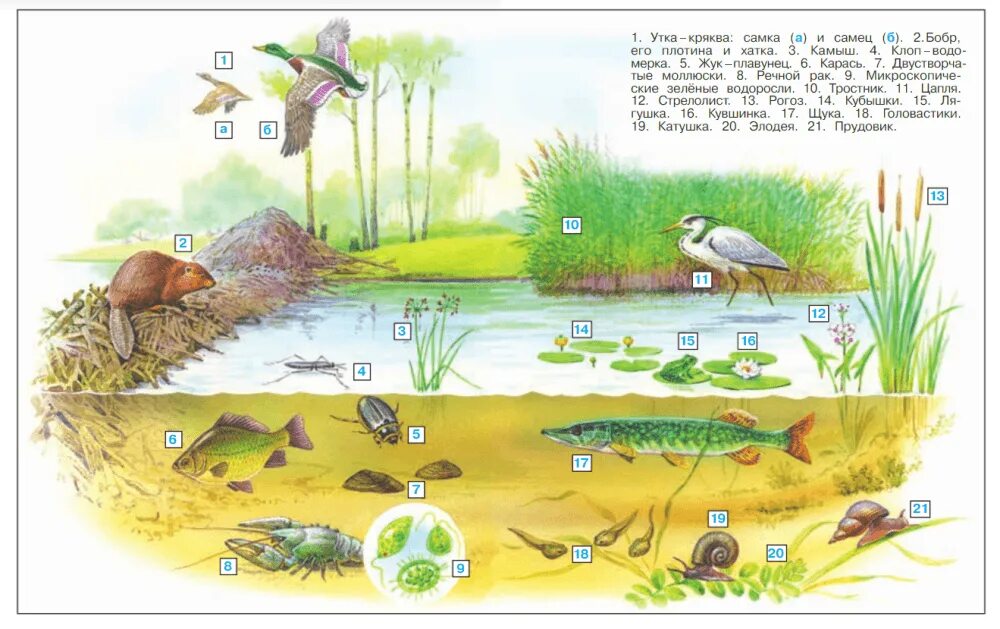 Водоросли карась щука. Схема цепи питания пресного водоема. Цепь питания в пресных Водах 4 класс окружающий мир. Цепь питания пресного водоема 4 класс окружающий. Цепи питания 4 класс окружающий мир жизнь в пресных Водах.