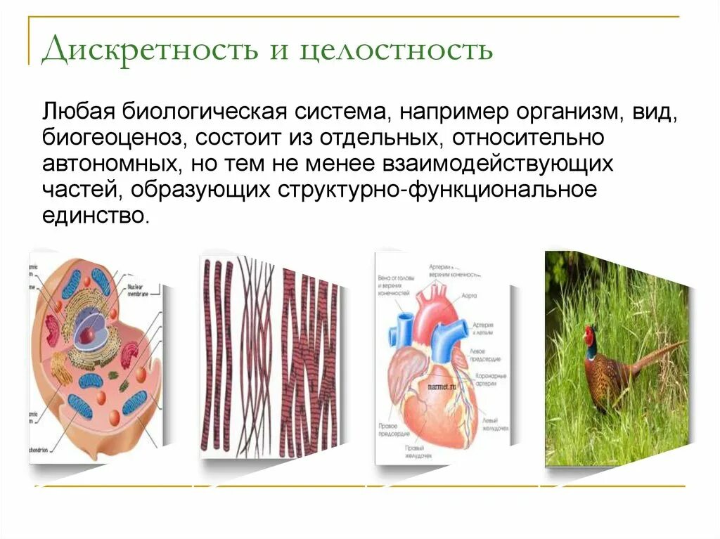 Свойства живых организмов дискретность. Дискретность и целостность. Дискретность и целостность в биологии. Пример закрытой системы в биологии.