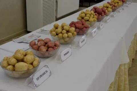 Ла ла картофель сорт