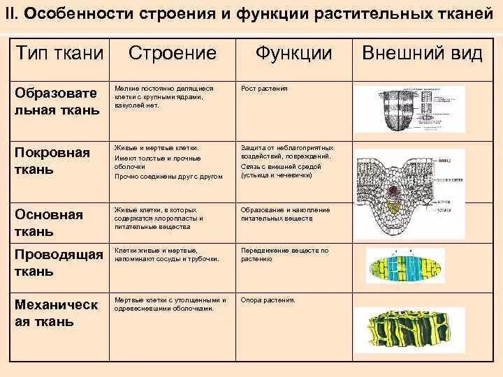 Типы тканей растений 6 класс биология таблица. Ткани растений покровные ткани строение и функции. Особенности строения тканей растений. Ткани растений таблица 6 класс по биологии строение и функции. Какую функцию выполняют сосуды у растений впр