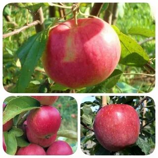 Яблоня мельба описание характеристики отзывы фото