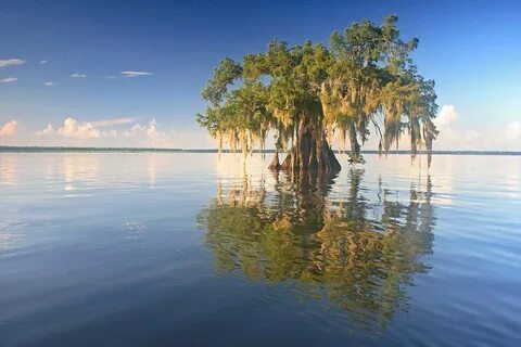 Watered tree