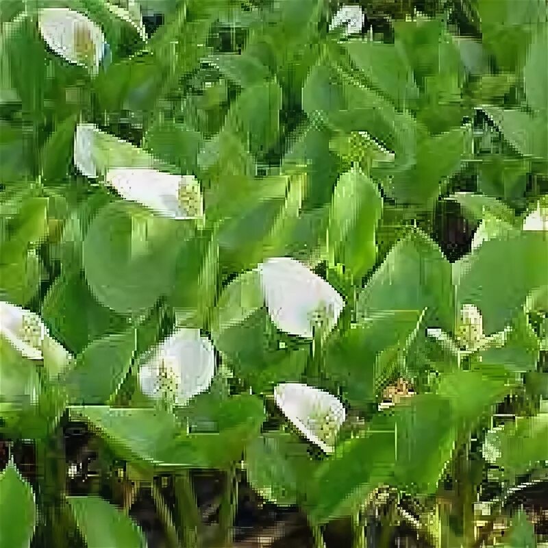 Белокрыльник описание. Белокрыльник болотный calla palustris калла болотная. Белокрыльник описание. Белокрыльник болотный ягода. Белокрыльник описание.