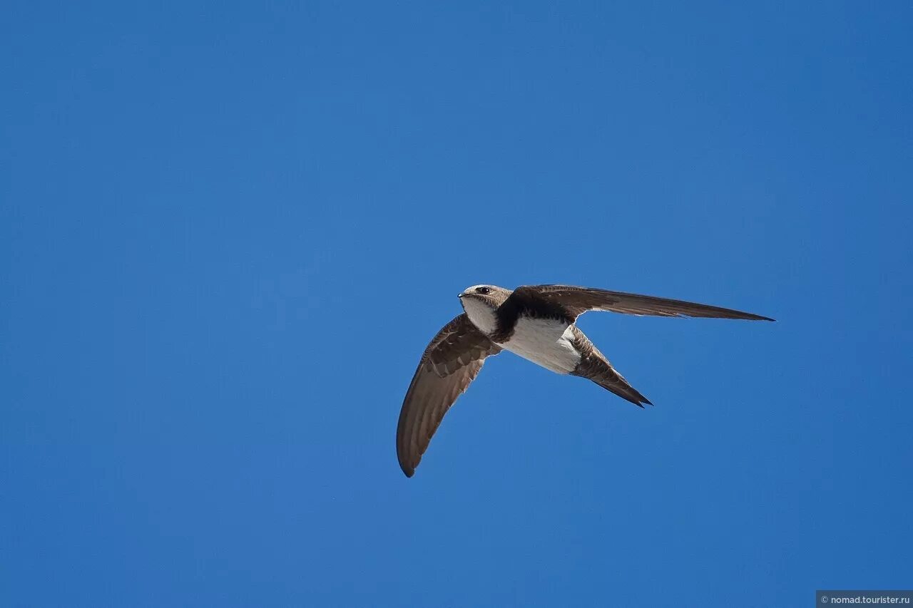 Ласточка без крыльев. Иглохвостый стриж. Чёрный стриж. Ласточка в полете. Голубая ласточка.