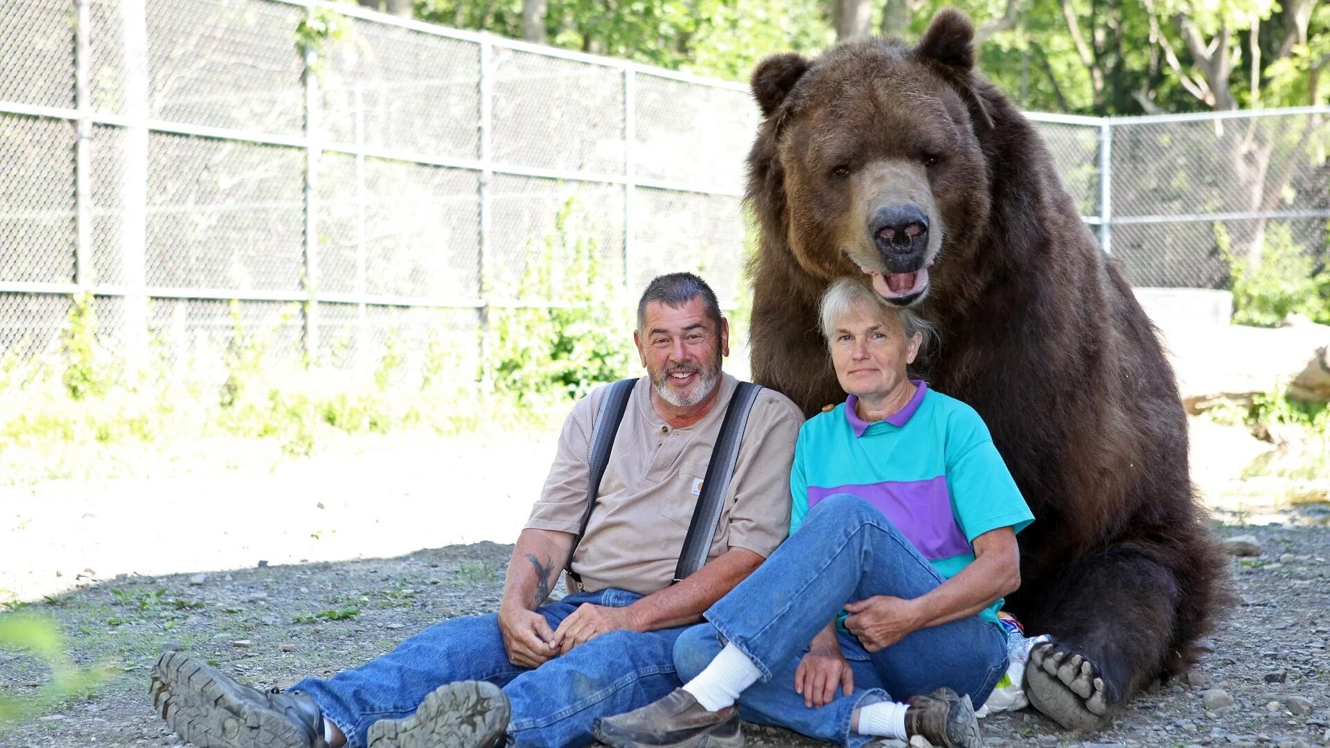 Автомобиль медведь. Медведь за рулем машины. Бурый медведь бежит. Содержать их дорого а рядом это медведь. Содержать их дорого а рядом это медведь.