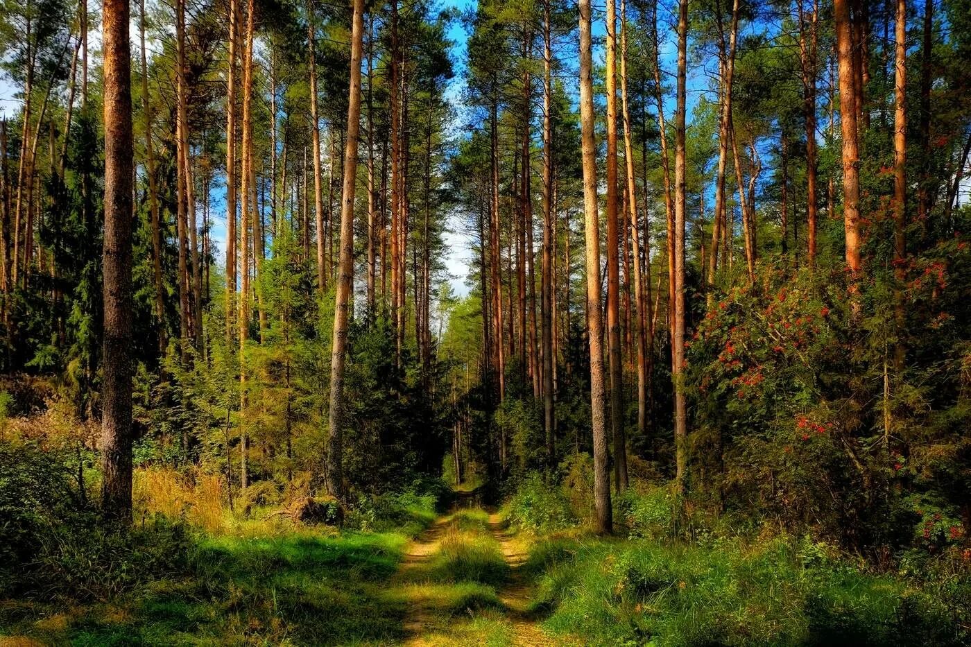 Сосновый Бор Ногинский район лес. Сосновый Бор лес в Токсовском районе. Елово Сосновый лес в Подмосковье. Сосновый Бор в Подмосковье лес.