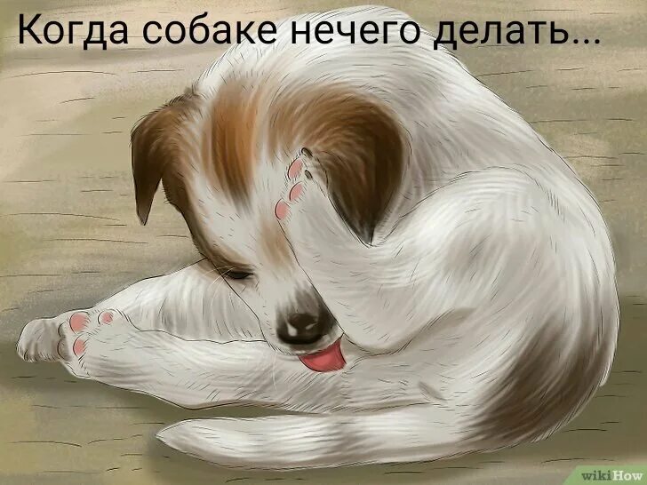 Теперь делать нечего. Собака облизывает пастель. собака зализывает рану рисунок. когда собаке делать нечего она. яйца собаки рисунок.