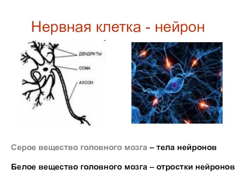 Нейроны мозга строение. Нейрон клетка головного мозга. Строение нейрона серое и белое вещество. Нейронные клетки головного мозга.