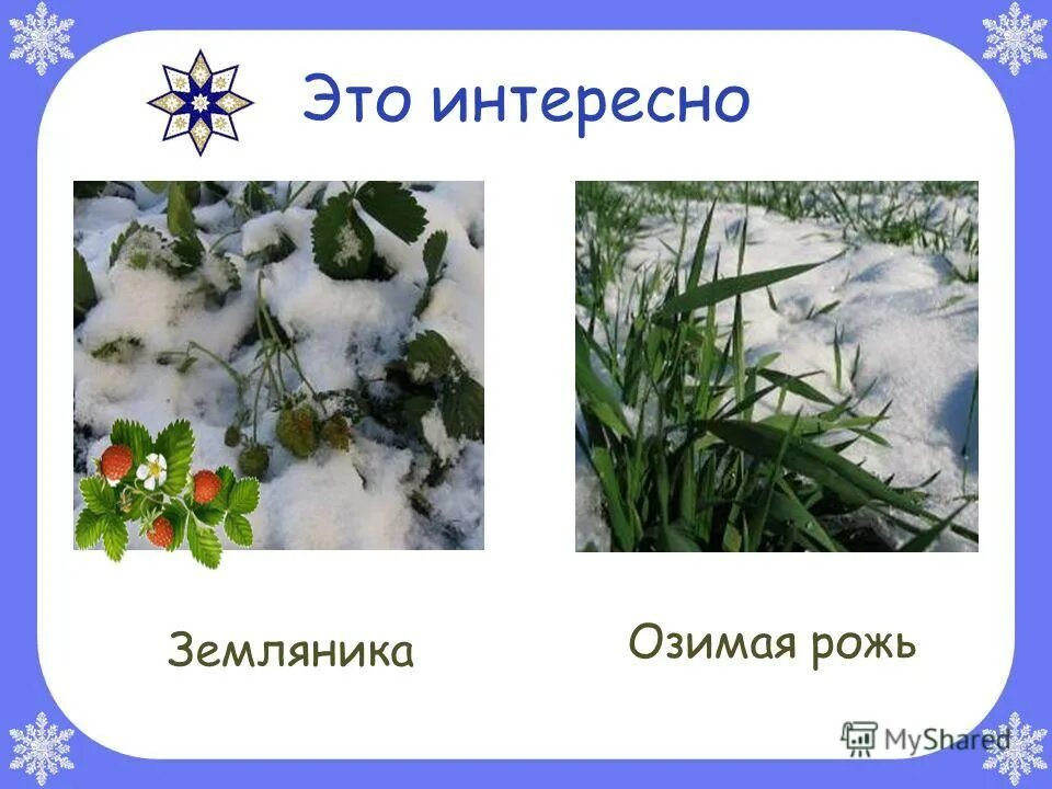 Изменения в природе в декабре. Растения зимой. Растения зимой для дошкольников. Мир растений зимой. Зимующие растения.