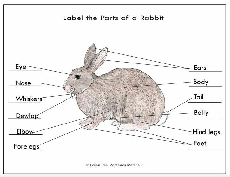 Английский кролики 2 2. Рассказ о кролике по английскому языку. Описать кролика на английском. Рассказ про кролика на английском. Описание кролика по английски.