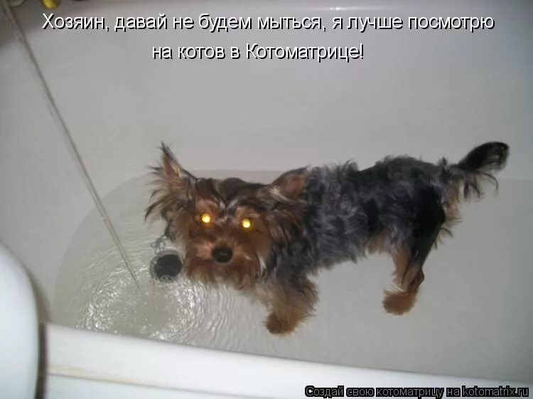 Хозяин давай. Хозяин давай