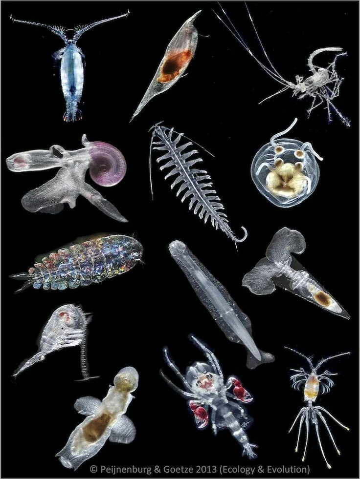 Зоопланктоны ракообразные. Зоопланктон и фитопланктон. Моллюски зоопланктон. Зоопланктон фация.