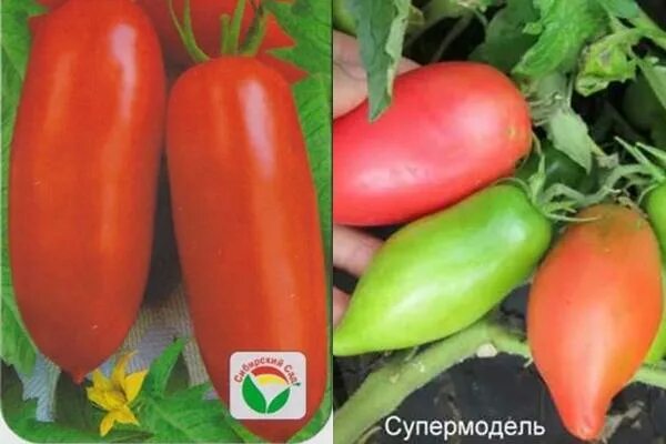 Топ модель сорт топ модель томаты характеристика. Томат супермодель. помидоры топ модель. семена томат супермодель. помидоры супермодель фото.
