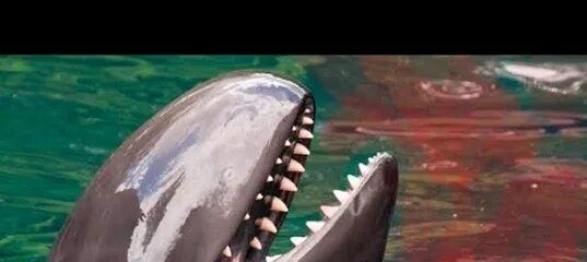 Почему акулы боятся дельфинов удивительные факты. Почему акулы боятся дельфинов. Кого боятся акулы больше всего. Акулы очкуют от дельфинов. Почему акулы боятся пузырей