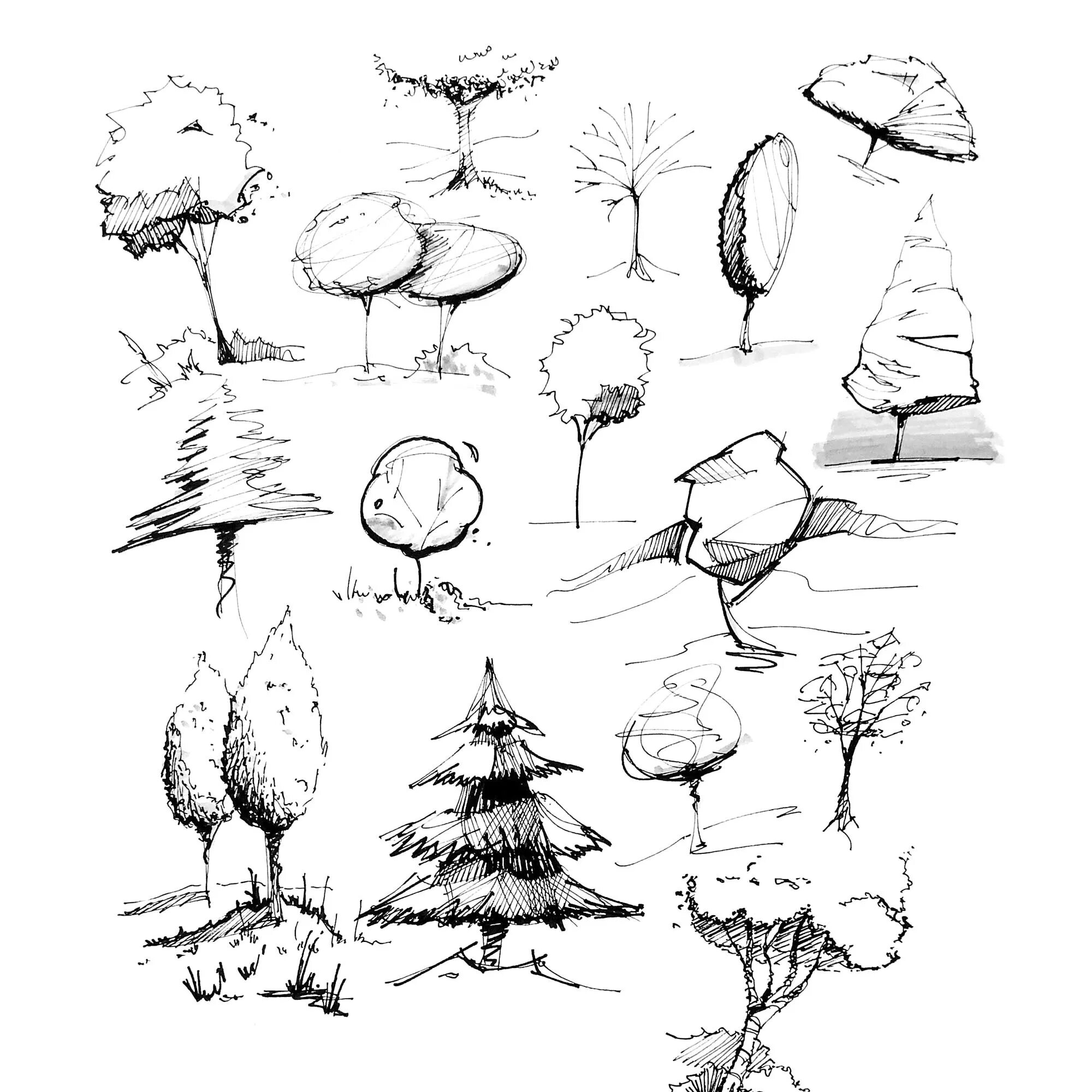 Зарисовки деревьев маркером. Деревья в архитектурной графике. Деревья в графике. Дерево скетч. Эскизные деревья.